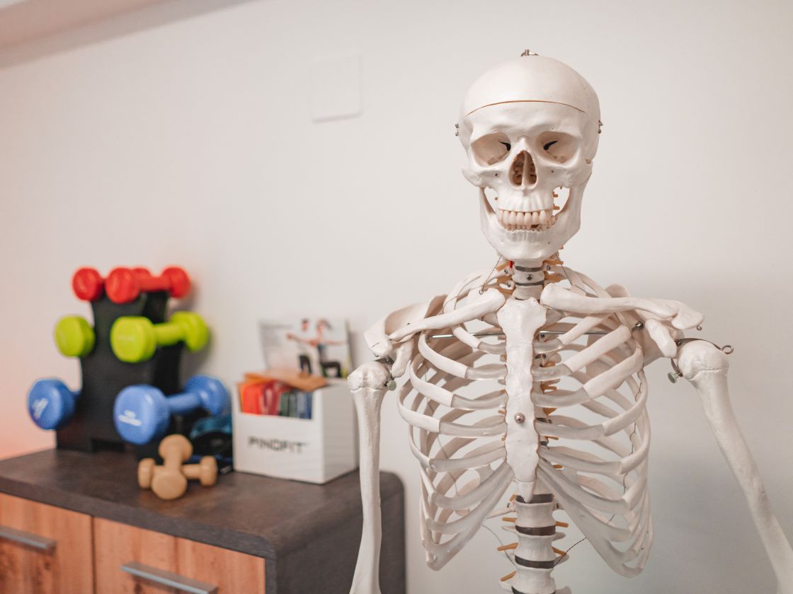 Anatomisches Skelettmodell im Therapieraum